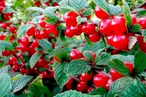 Îngrijire cherry Siberia ce caracteristici trebuie să știți