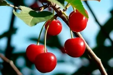 Îngrijire cherry Siberia ce caracteristici trebuie să știți