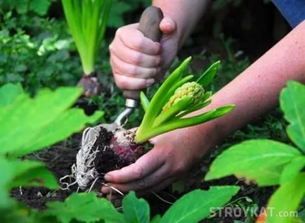 Îngrijire de plante bulboase - terenuri, curte, gradina, cabana - plante de grădină