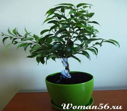 Грижа Ficus benjamina