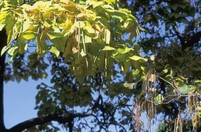 Gyönyörű és közös Catalpa - a kert kialakítása fa