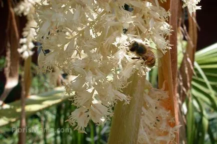 Washingtonia ellátás, fotó, változás, reprodukció, kártevők, faj