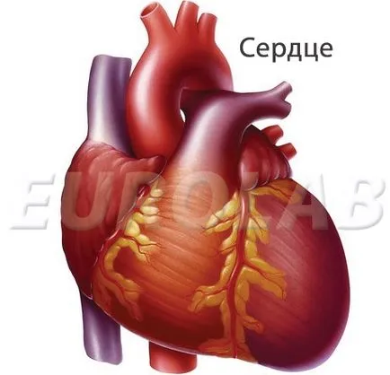 Variáns angina, EUROLAB, kardiológia