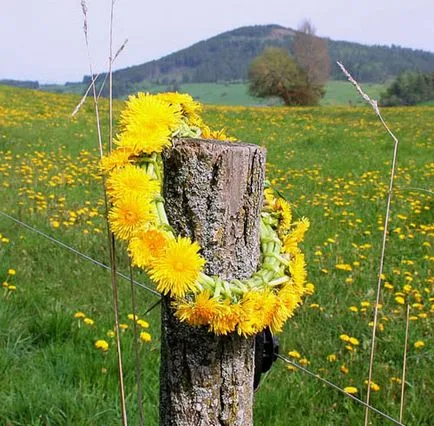 Koszorú a vadvirágok a lányok