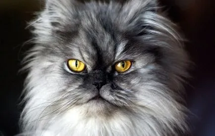 Видове котки (55 снимки) популярните породи, които са описание видове, видео