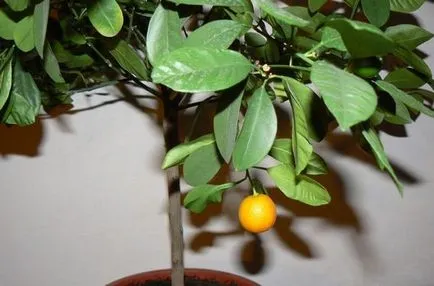 Tipuri de citrice fructe de revizuire houseplant