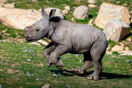 Tipuri de rinoceri descriere