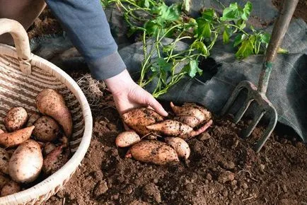 Cultivăm cartofi dulci în banda de mijloc