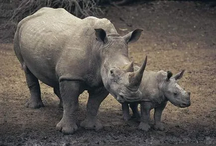 Tipuri de rinoceri descriere