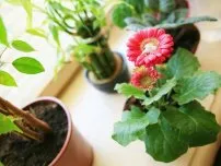 Отглеждане на Pelargonium резници, цветя в една къща (имение)