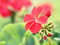 Отглеждане на Pelargonium резници, цветя в една къща (имение)