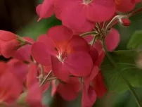 Отглеждане на Pelargonium резници, цветя в една къща (имение)