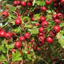 Cultivarea Hawthorn, o casă privată