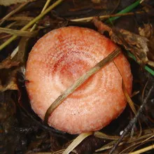 Volnushki ciuperci roz și alb - fotografie ce volnushki ciuperci și modul în care acestea sunt utilizate