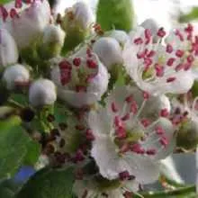 Termesztése Hawthorn, egy magánházban