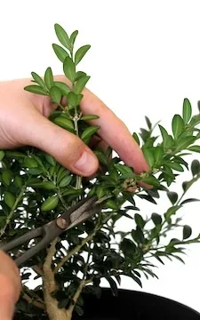 Cultivarea bonsai din butași