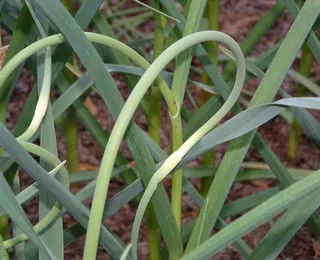 Cultivarea de plantare usturoi înainte de iarnă, udare și usturoi timp de iarnă recoltare