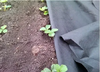 Cultivarea căpșuni în Urali
