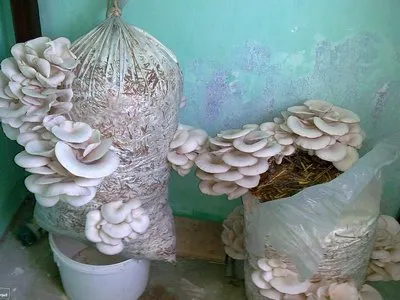 Cultivarea ciupercilor stridii la tehnologia acasă