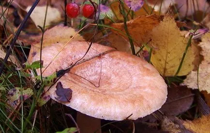 Volnushki ciuperci roz și alb - fotografie ce volnushki ciuperci și modul în care acestea sunt utilizate