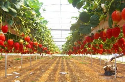 Cultivarea căpșuni ca o afacere - fie favorabil, condițiile și cerințele, metodele de cultivare în sere și