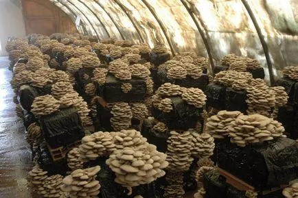 Cultivarea ciupercilor stridii la tehnologia acasă