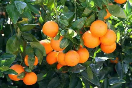 Vitaminok mandarin listát hasznos tulajdonságai, tápértéke és ellenjavallatok