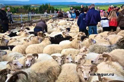 Ideje, hogy összegyűjtse a juhok titokzatos Izland