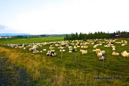 Timp pentru a aduna Islanda misterios oi