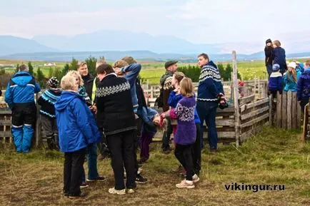 Ideje, hogy összegyűjtse a juhok titokzatos Izland