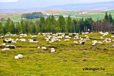 Ideje, hogy összegyűjtse a juhok titokzatos Izland