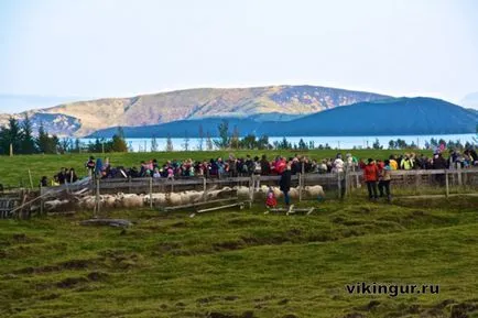 Ideje, hogy összegyűjtse a juhok titokzatos Izland