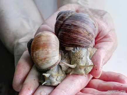 Toate melcului (Pomatia helix