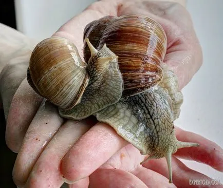 Toate melcului (Pomatia helix