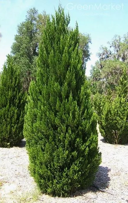 Toate Juniperus chinensis