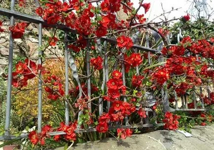 A japán birs kerttervezés fotók, ültetés, gondozás