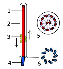 Ostor - 1