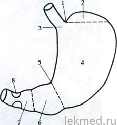 sisteme ale corpului (histologie) - stomac