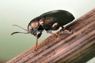 Защита морава от вредители, се пръска тревата