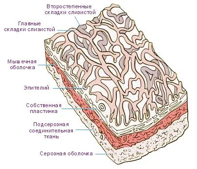 жлъчен мехур