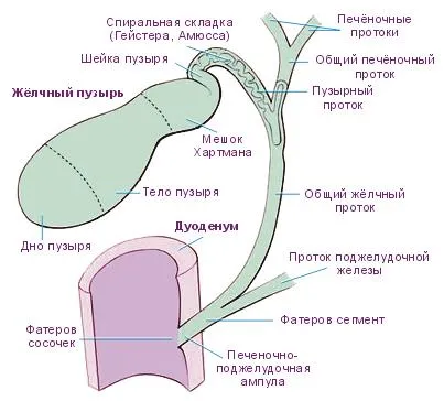 жлъчен мехур