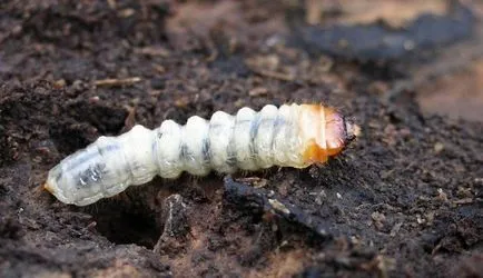 Beetle márna megszabadulni asztalos egy fából készült ház