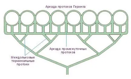 жлъчен мехур