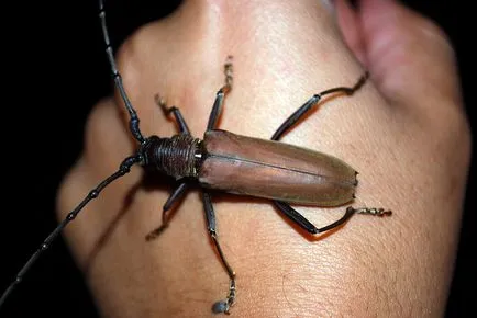 Beetle márna megszabadulni asztalos egy fából készült ház