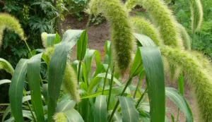 Cereale plante ornamentale pentru cultivarea în grădină