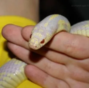 Șerpi, cum ar fi animalele de companie este dificil să conțină șerpi