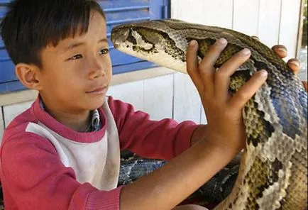 Șerpi, cum ar fi animalele de companie este dificil să conțină șerpi