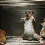 Cum să scapi de mirosul unui șoarece mort (șobolan) în casă repede