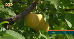 Hogyan kell hatékonyan használni a földet, TSV