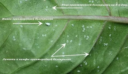 Hogyan lehet megszabadulni a fehér légy az üvegházban